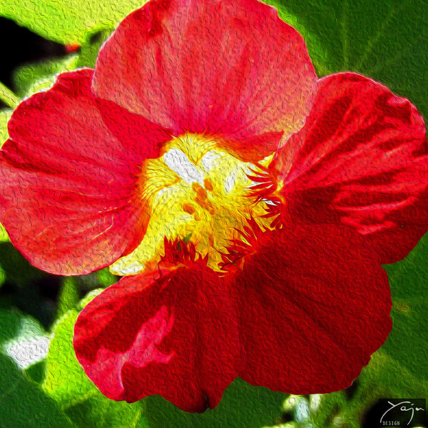 Red Nasturtium