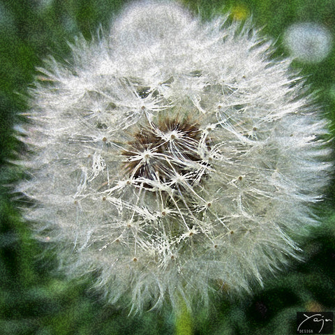Flying Away Dandelion