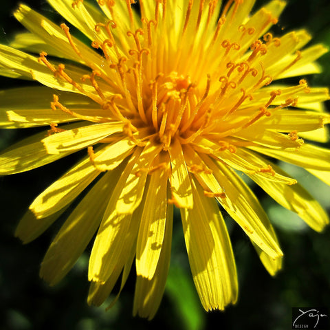 Yellow Dandelion